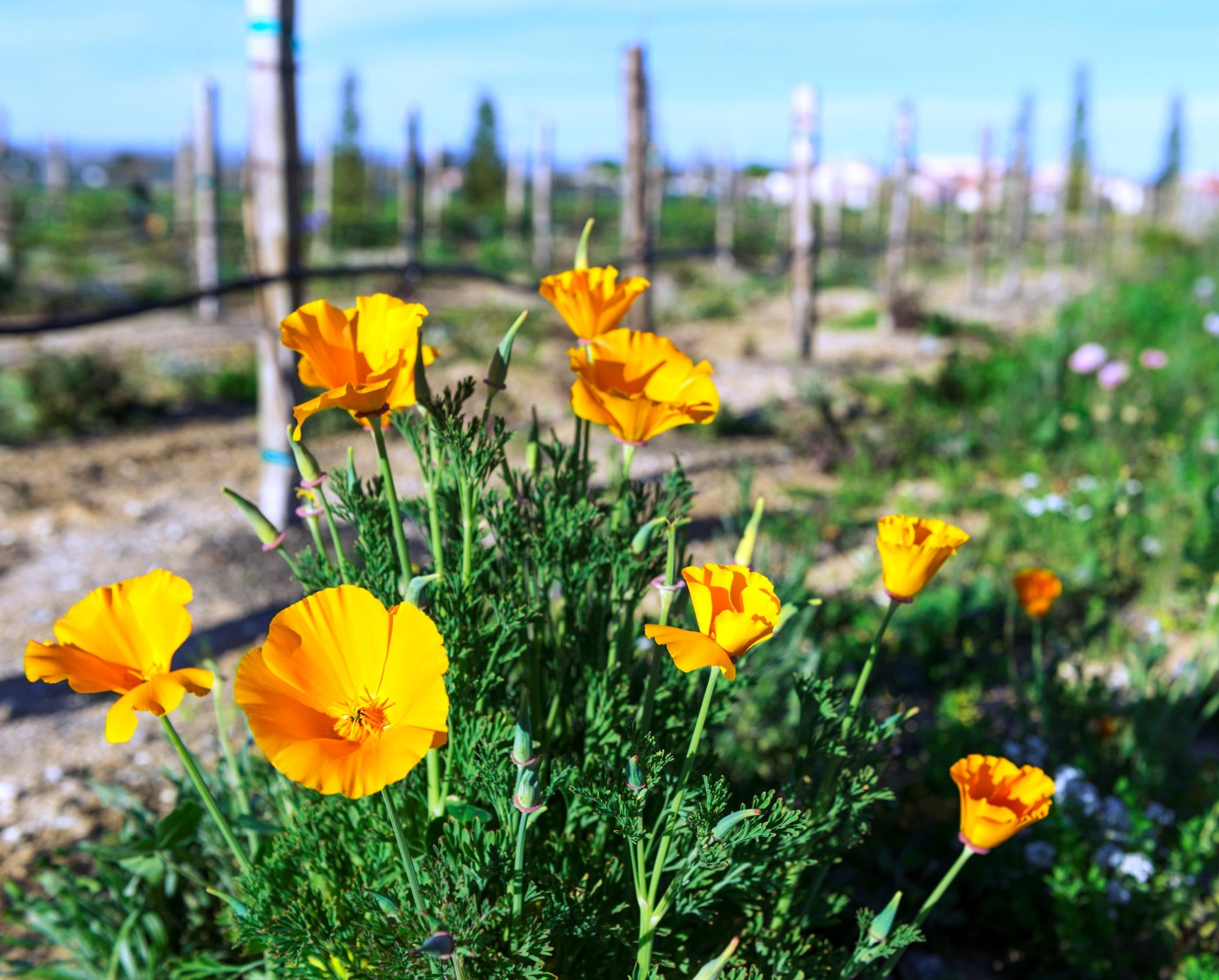 Allegretto Vineyard Resort Paso Robles Dış mekan fotoğraf